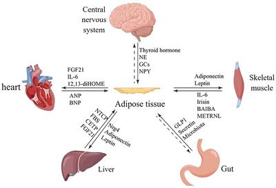 Effects of multi-organ crosstalk on the physiology and pathology of adipose tissue